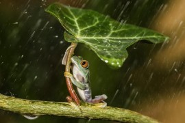 雨中唯美植物图片-雨中唯美植物图片大全